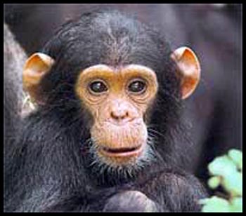  Like humans, wild chimpanzees too have cultural differences